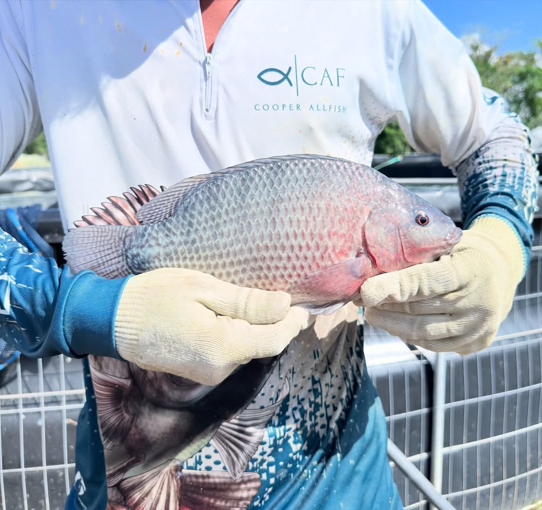 Tilápia GIFT AquaSul recém-pescada